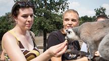 Nový rekord zaznamenala v pátek po obědě brněnská zoologická zahrada. Tamními turnikety totiž prošel už sedmnáctimiliontý návštěvník. 