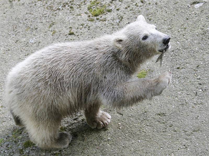 Hrdinku finského románu Strážkyně pramene od spisovatelky Emmi Itäranta a malou brněnskou medvědici od sobotního dopoledne spojuje stejné jméno. Zatím poslední přírůstek do rodiny brněnských ledních medvědů tak dostal jméno Noria.