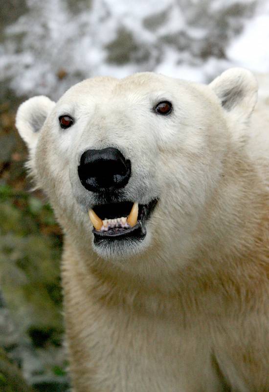 Samec ledního medvěda Umca v brněnské zoo. Uhynul v sobotu 18. srpna.