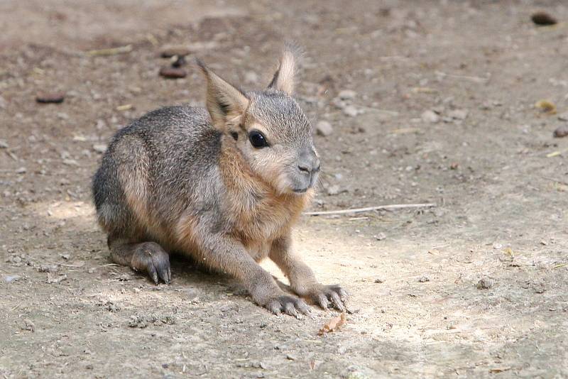 Brno 23.6.2020 - mláďata v brněnské zoo