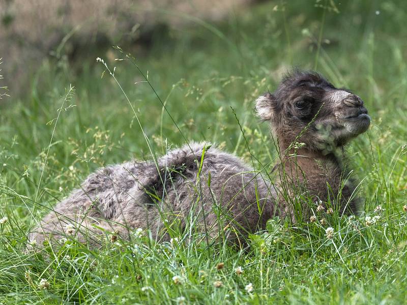 V brněnské zoo se rozrostla stáda. Narodila se mláďata velblouda a bizona.