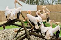 Čtyři pelikáni bílí se nově zabydlují v brněnské zoo.