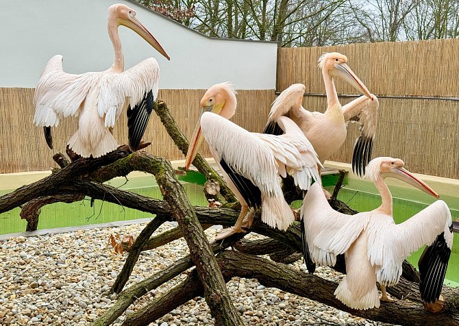 Čtyři pelikáni bílí se nově zabydlují v brněnské zoo.