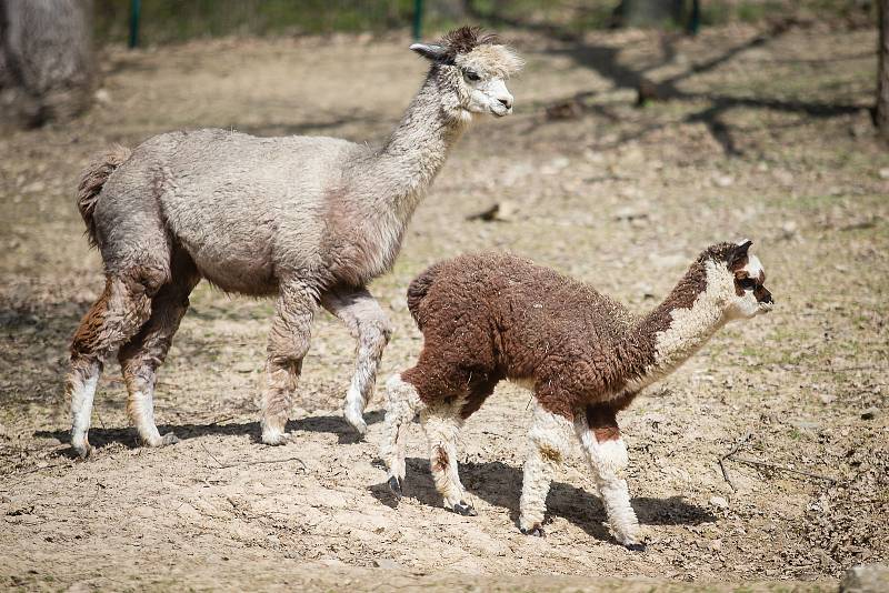 Víkendové slunečné počasí využily tisíce návštěvníků k prohlídce Zoologické zahrady v Brně.