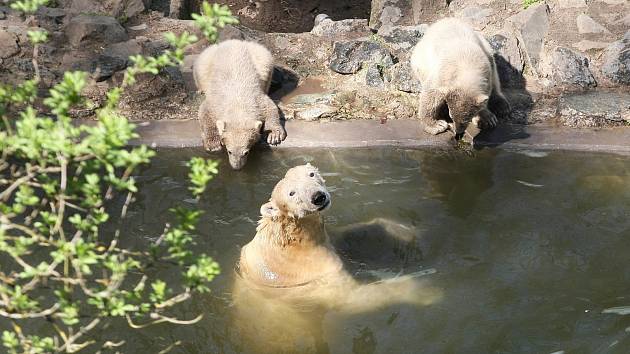 Rodinka ledních medvědů v brněnské zoologické zahradě
