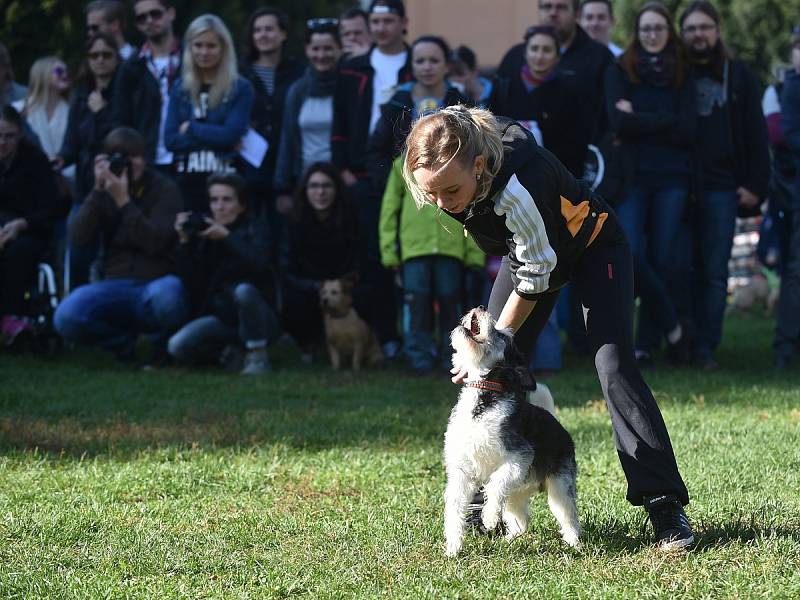 Sobotní akce s názvem Chcete nás? v Lužánkách