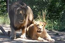 Lvice Kivu a lev Lolek v brněnské ZOO