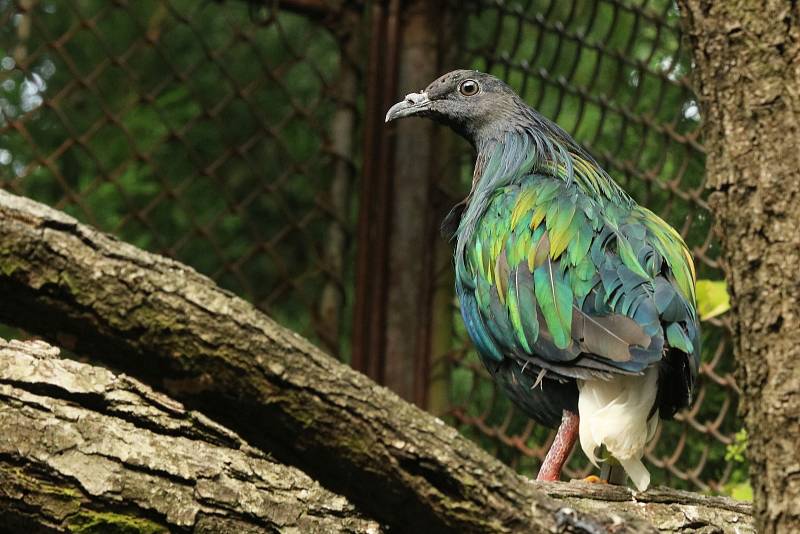 Holub nikobarský z brněnské zoo.