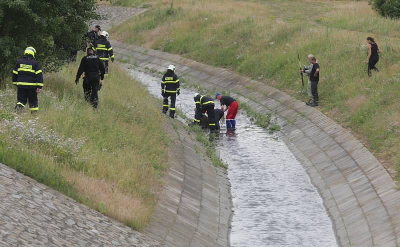 Los běhal po Brně. Odborníci ho museli za asistence hasičů a policistů uspat. Zvíře ale nakonec v důsledku stresu pošlo.