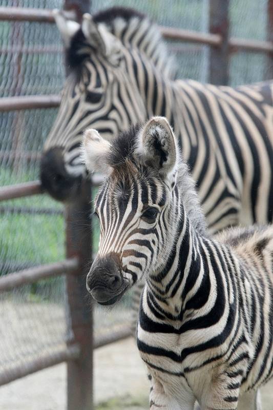 O další mládě se v neděli rozrostla expozice Safari. Narodil se tam samec zebry Chapmannovy. 