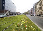 Tramvajovou trať na Nových sadech ozdobí luční trávník s květinou loukou.