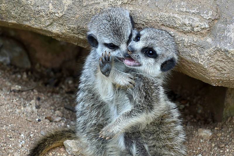 Mláďata surikat v Zoo Brno.