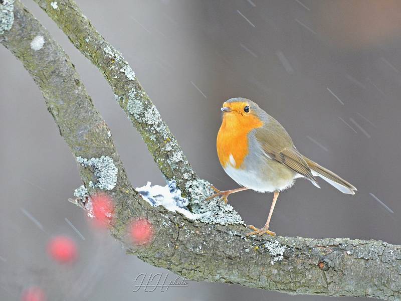 Mapování a fotografování ptáků může být velké dobrodružství. Na snímku červenka obecná.