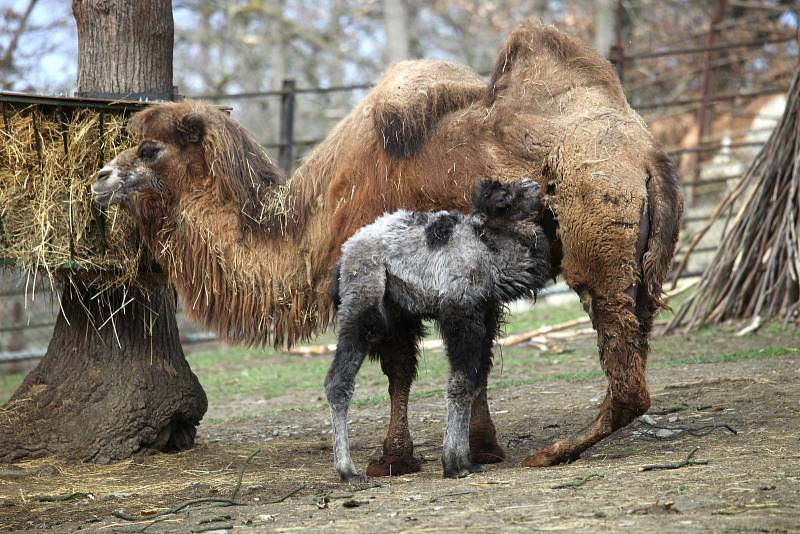 Přímo před zraky návštěvníků brněnské zoo přišla na svět malá velbloudice.