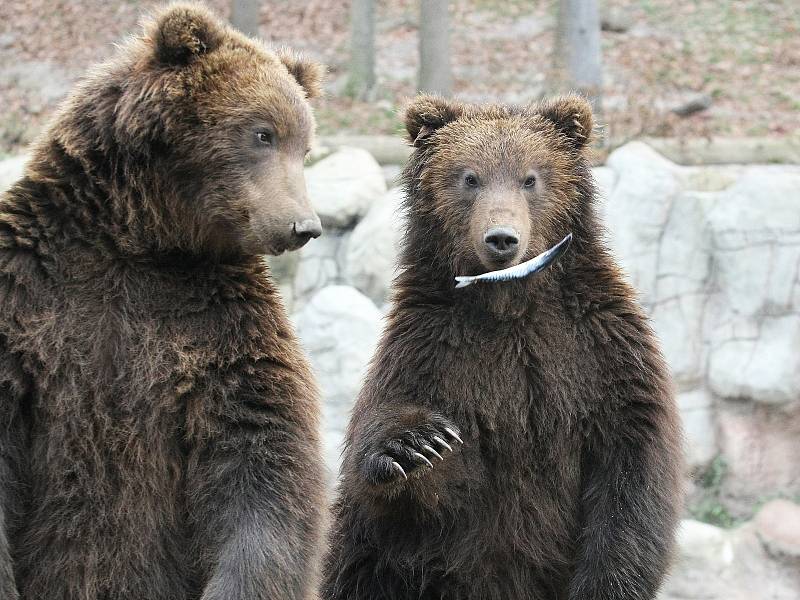 Medvíďata Kuba a Toby v brněnské zoo.