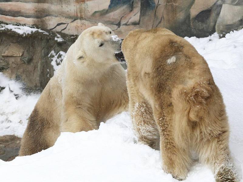 Lední medvěd Umca s Corou v brněnské zoologické zahradě.zoologické 