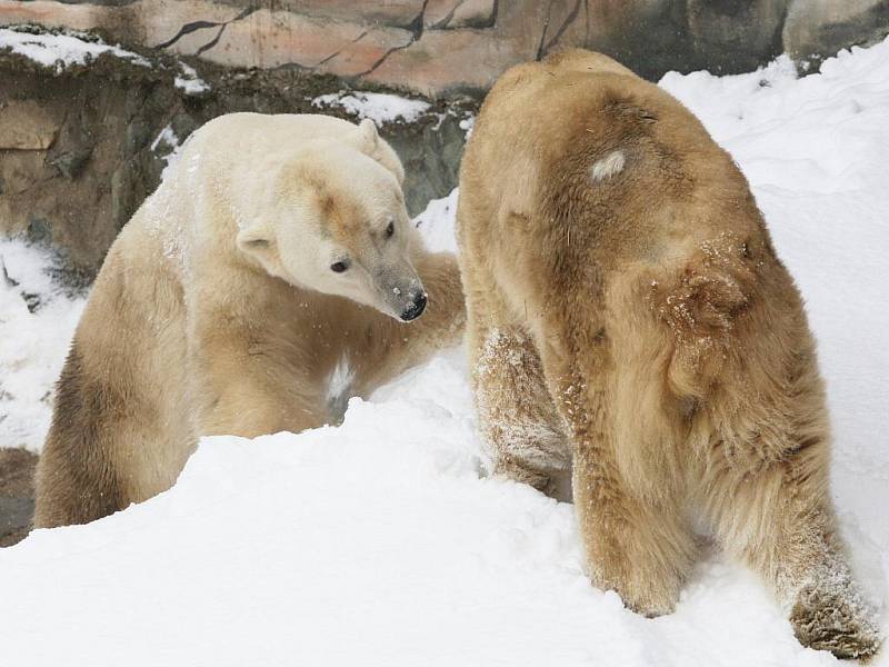 Lední medvěd Umca s Corou v brněnské zoologické zahradě.