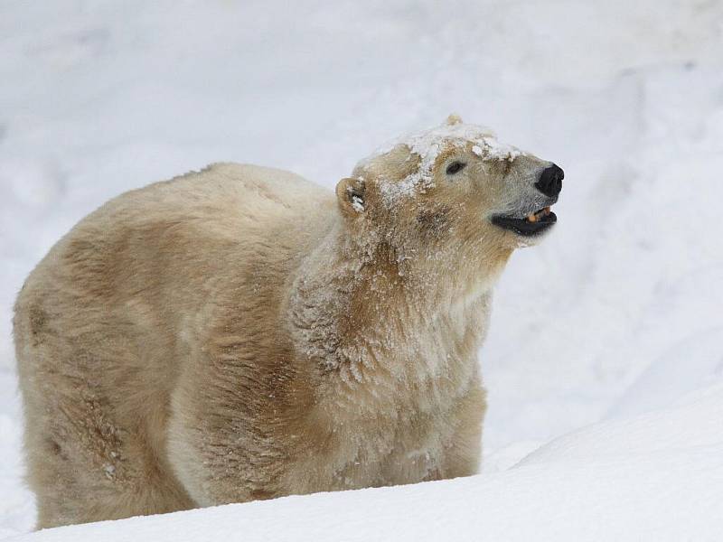 Lední medvědice Cora v brněnské zoologické zahradě.