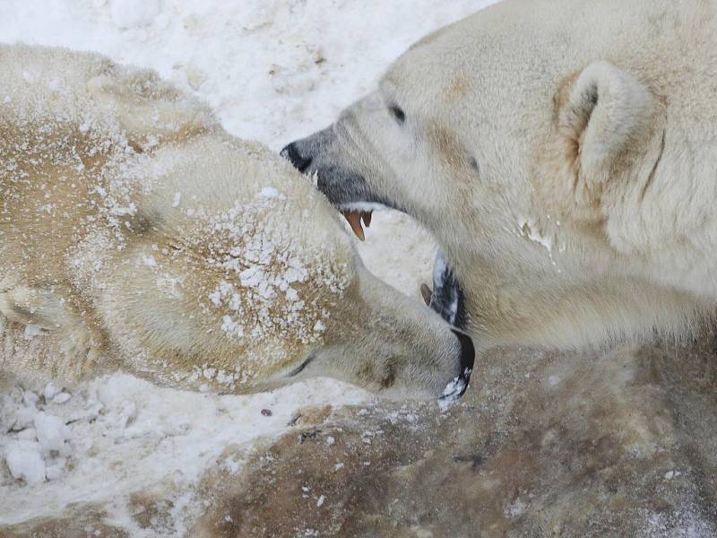 Lední medvěd Umca s Corou v brněnské zoologické zahradě.zoologické 