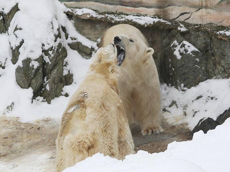 Lední medvěd Umca s Corou v brněnské zoologické zahradě.