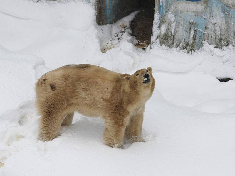 Lední medvědice Cora v brněnské zoologické zahradě.