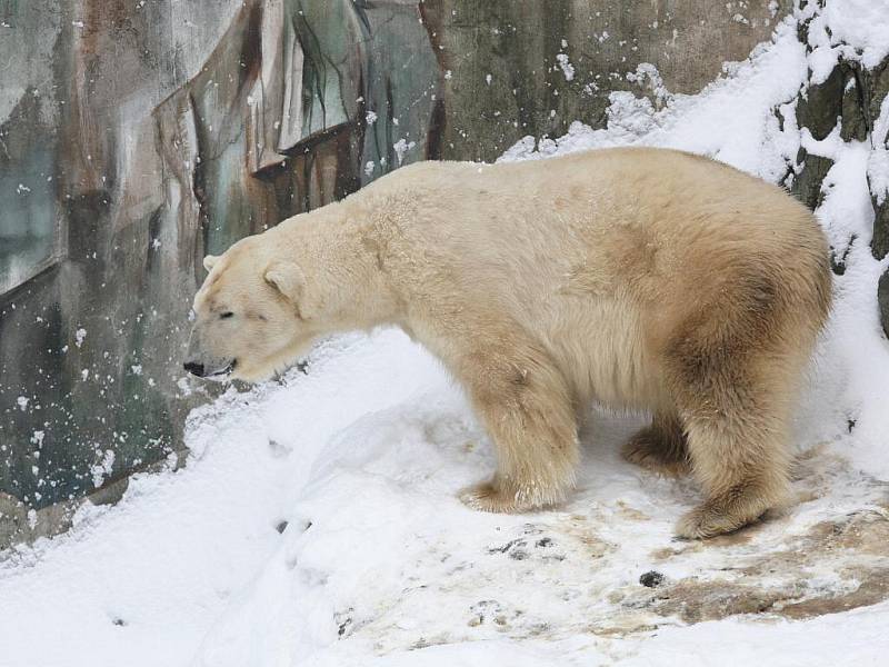 Lední medvěd Umca v brněnské zoologické zahradě.