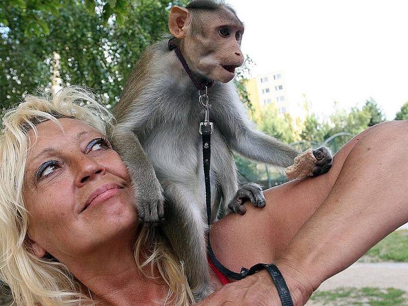 Majitelka se svojí samičkou makaka.