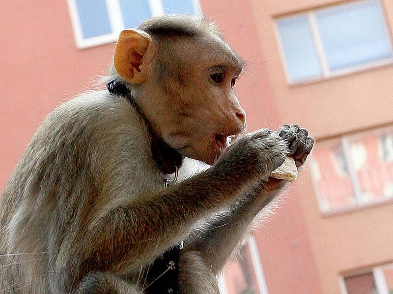 Samičku makaka chytali ve středu odpoledne brněnští strážníci v brněnské Líšni. 