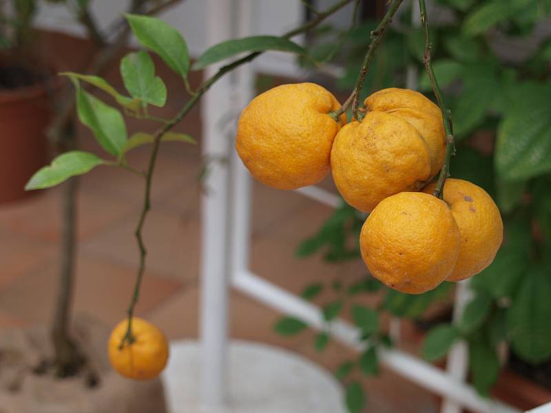  Citrony, mandarinky, kokosy či kaki. Na takové ovoce se mohou Brňané přijít podívat do konce tohoto týdne do botanické zahrady. 