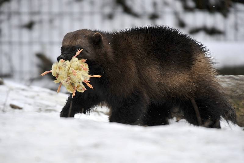 Zimní šampionát zvířat v brněnské ZOO - rosomák sibiřský.