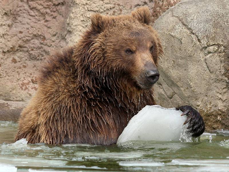 V sobotu nejen brněnská zoologická zahrada slavila světový den divoké přírody. Levhartice lidem ukázala tříměsíční mládě, medvědi se radostně klouzali po zamrzlém jezírku a hráli si s ledem.