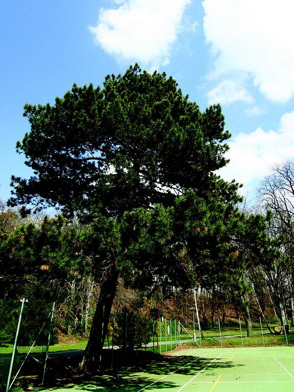 Brněnský strom roku - Borovice Černá