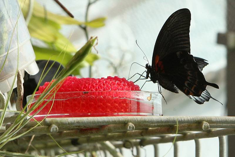 Stovky orchidejí i několik druhů tropických motýlů si zájemci prohlédnou v březnu v Botanické zahradě a arboretu Mendelovy univerzity v Brně.