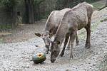 Brno 13.10.2020 - krmení wapitů sibiřských v ZOO Brno