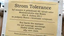 Romové v neděli oslavili svůj mezinárodní den v lužáneckém parku. Vázali stužky na strom tolerance, který tam zasadili před rokem. 