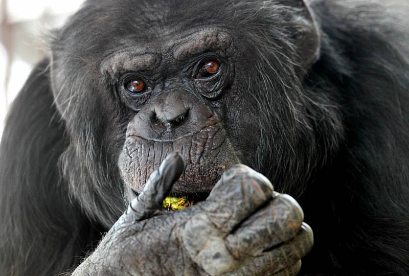 Trojice brněnských šimpanzů najde dočasný domov v hodonínské zoo.