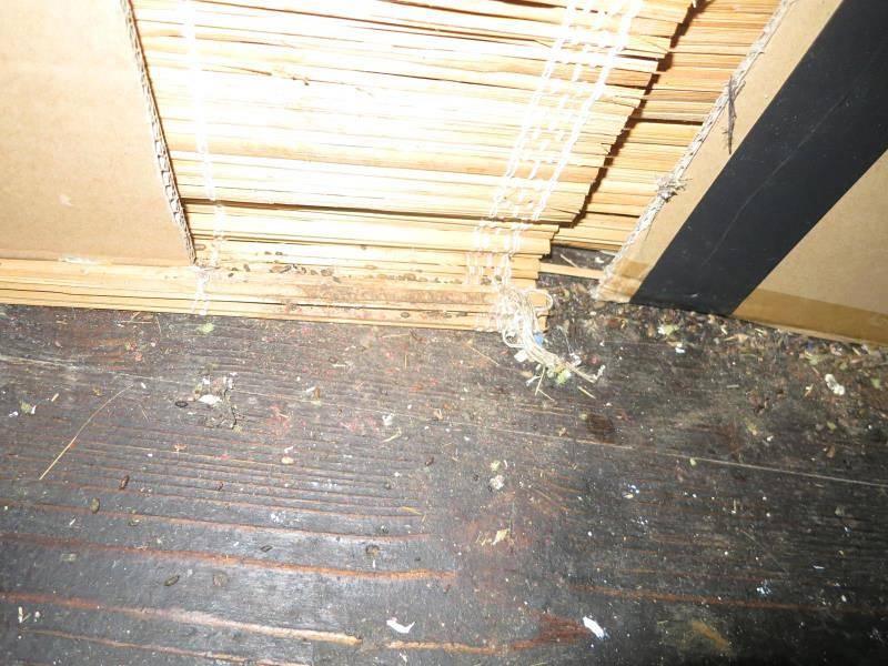 Myší trus našli inspektoři na mnoha místech v Čiči baru ve Vracově. Provozovnu uzavřeli.