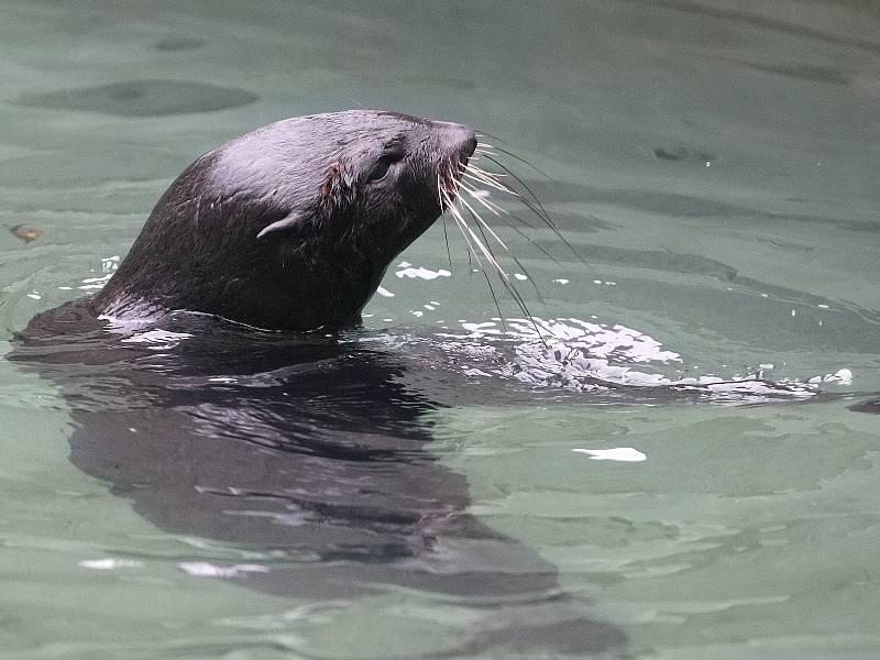 Noví lachtani se už zabydleli v brněnské zoologické zahradě.