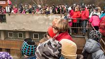 Někdo si čtyřiadvacátého prosince užívá vánoční pohody doma a v teple, stovky Brňanů už tradičně zamířily do brněnské zoologické zahrady přihlížet komentovanému krmení zvířat.