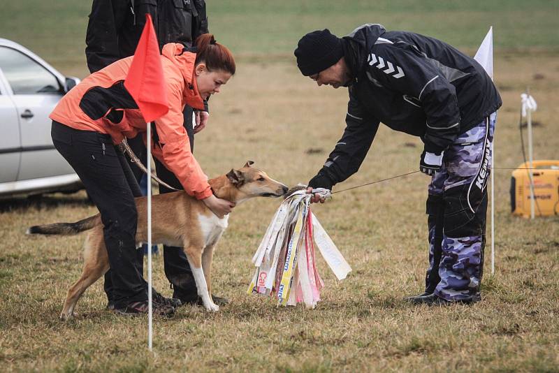 V závodní dráhu se v neděli změnilo letiště v brněnských Medlánkách. Takzvaný coursing, ve kterém se pes snaží ulovit návnadu z igelitových pásků, tam trénovali jedinci velkých i malých plemen. 