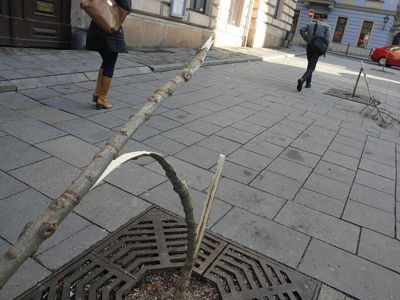 Policie hledá vandala, který polámal stromy na Šilingrově náměstí.