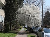 Současný vzhled brněnské ulice Marie Majerové na Lesné už brzy bude minulost. Velké kácení odstraní současnou oboustrannou alej vzrostlých stromů, radnice slibuje výsadbu nových.