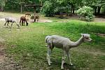 Uplynulý víkend si pozornost návštěvníků užívala všchna zvířata v Zoo Brno.