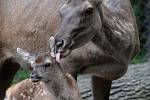 Návštěvníci zoo se mohou těšit na mláďata jelena sibiřského.