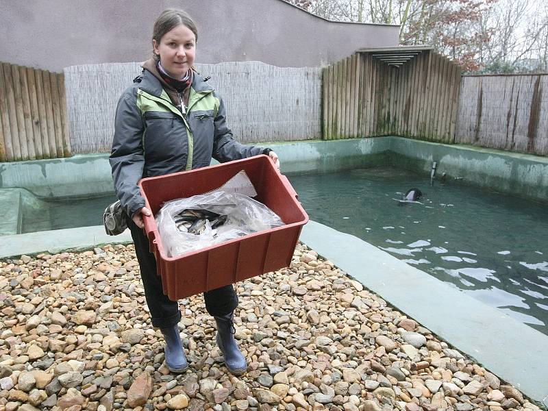 Seriál Deníku Rovnost Na den... Tentokrát si redaktorka Anna Fajkusová vyzkoušela práci chovatelky v zoo.