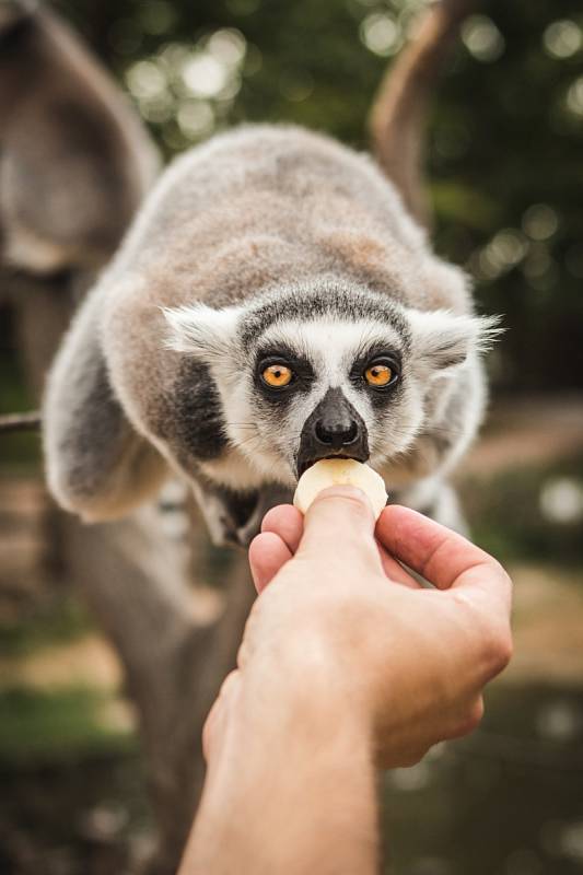 Do brněnské zoo letos zavítal návštěvník s pořadovým číslem 17 milionů. Jako jednu z odměn mohl nakrmit lemury.  