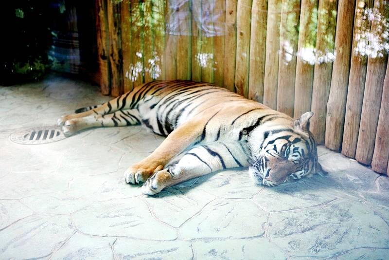 Vedra sužují i zvířata v brněnské zoologické zahradě.