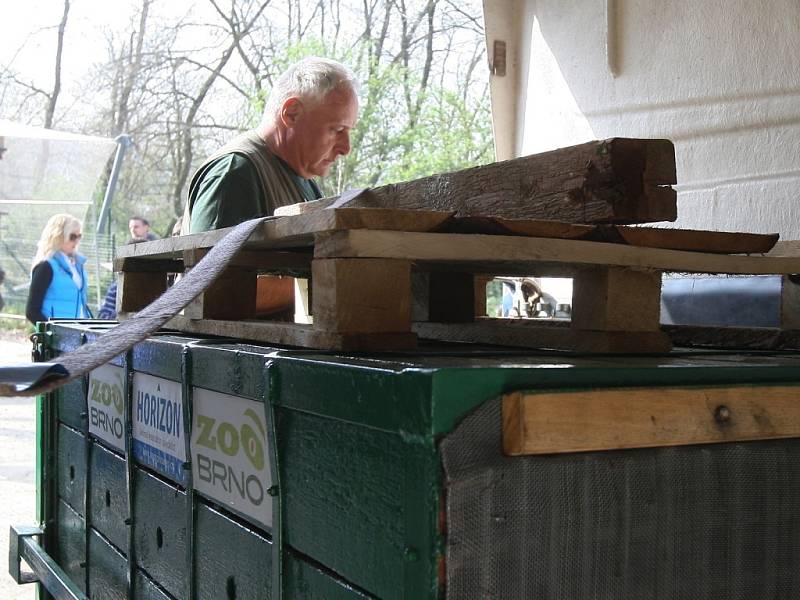 Ošetřovatelé brněnské zoologické zahrady se ve čtvrtek rozloučili s lední medvědicí Kometou.