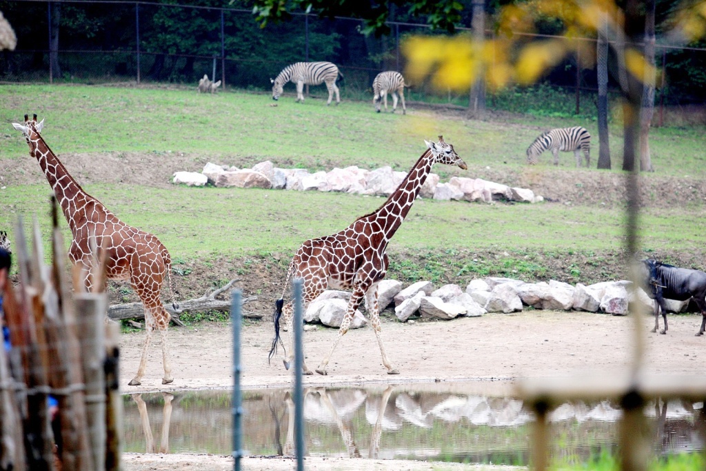 V brněnské zoo se poprvé otevřela Africká vesnice - Brněnský deník