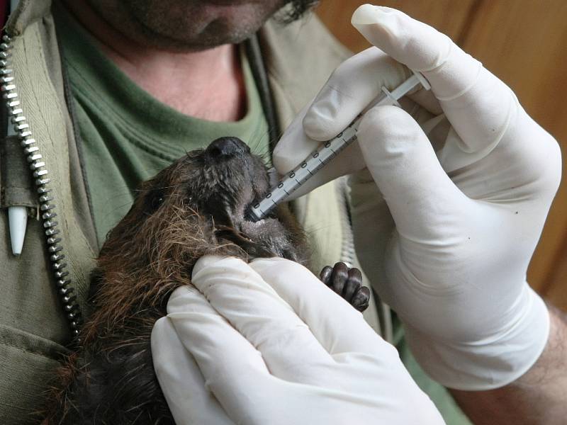Pracovníci brněnské zoo očipovali mláďata bobra kanadského.